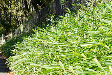 見違えるほどキレイにすることができました