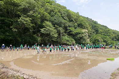 地元の方と一緒に田植え