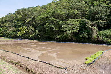 たくさんの苗を植えることができました