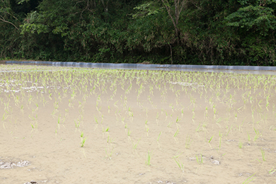 たくさんの苗を植えることができました