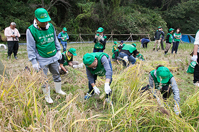 地元の方と一緒に稲刈り