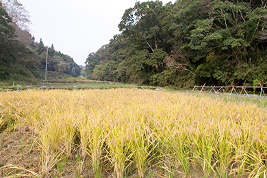 たくさん収穫することができました