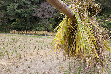 たくさん収穫することができました