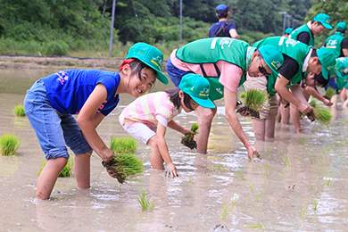 田植え体験