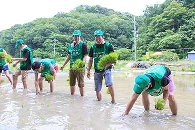 田植え体験