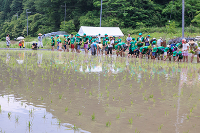田植え体験
