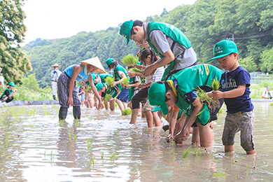 田植え体験