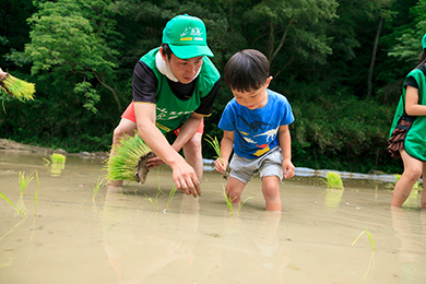 田植え体験