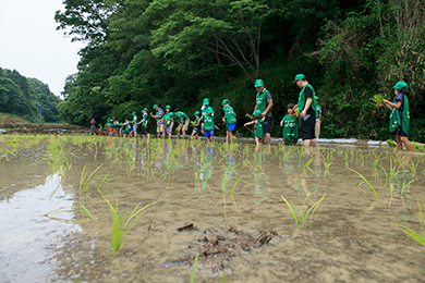 田植え体験