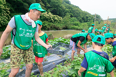 キュウリとインゲンの収穫作業もお手伝い