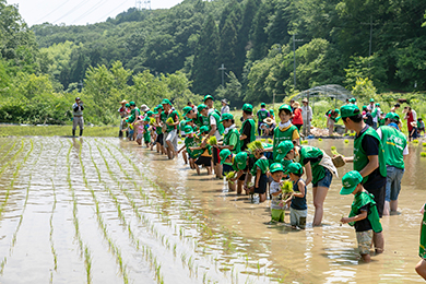 田植え体験