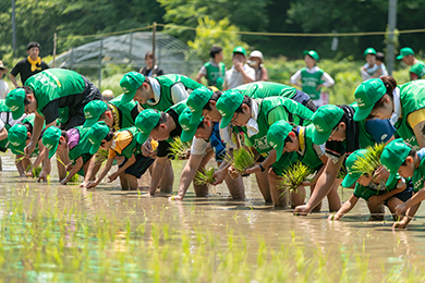 田植え体験