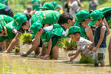 田植え体験
