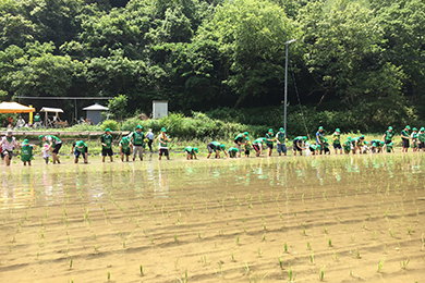 田んぼいっぱいに苗を植えました