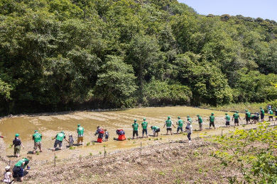 泥だらけになりながら田植え