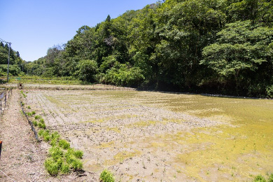 「今までで一番きれいに植わっている」とお褒めの言葉をいただきました
