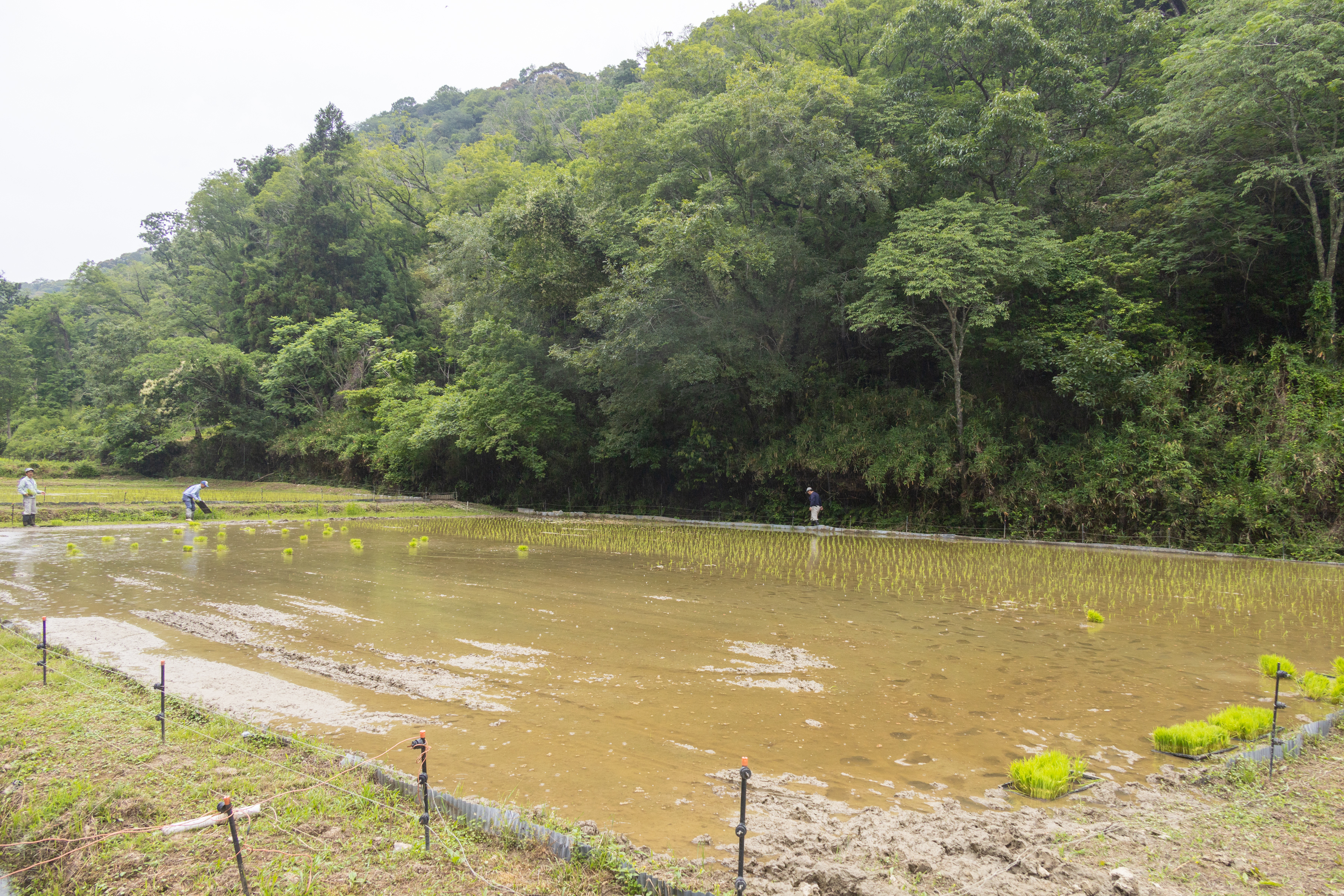 泥だらけになりながら田植え