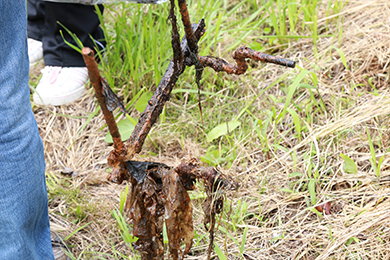 大物も拾いました